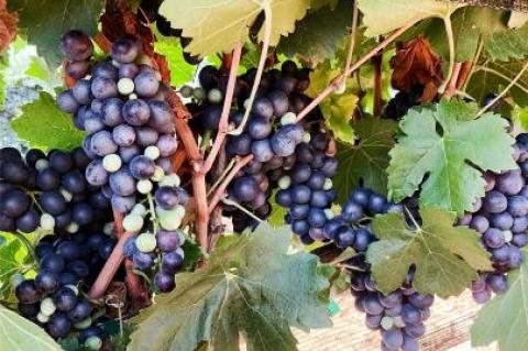 2020 Grape Harvest has begun