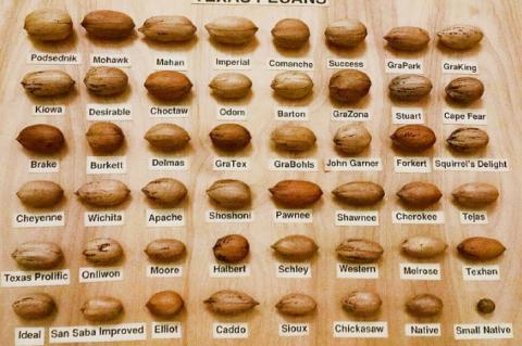 The ‘nuts and bolts’ of pecans