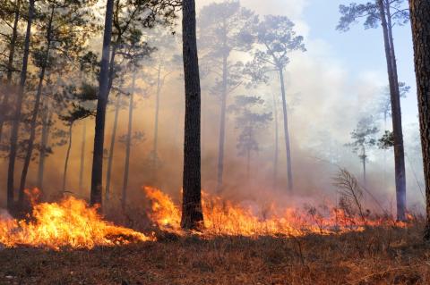 USDA Expands Risk Management Options with Greater Enterprise Unit Possibilities
