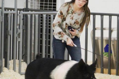 Brownfield FFA Stock Show Results