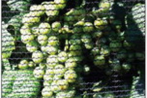 Vineyard & Wine Festival 2024 highlights