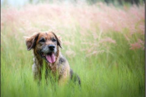 Close Encounters of the Venomous Kind: Keeping Pets Safe During Snake Season