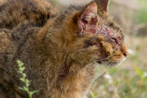 Exploring All Types of Feline Mange
