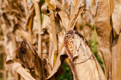Market concerns equal good commodity crop prices