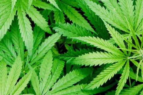 Growing Hemp in Terry County is hopeful