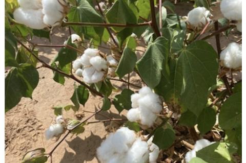 COTTON BREEDING IN TEXAS