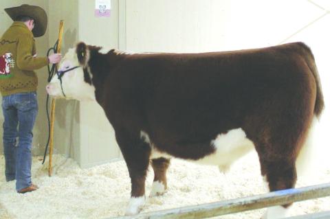 Riggin Day of Meadow prepares to show his steer during the live sale at the 2025 Terry County Livestock Show on Jan. 11 at the Terry County Show Barn. (Photos by Lee Scheide | Brownfield News)