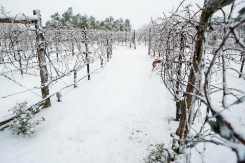 Texas vineyards endure rough growing season