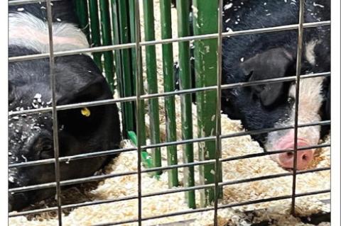 The 2025 Terry County Livestock Show got underway Thursday at the Terry County Show Barn. While waiting for the judging to begin, there was time for some last-minute grooming or a well-deserved afternoon nap for some of the contestants. (Photos by LEE SCH