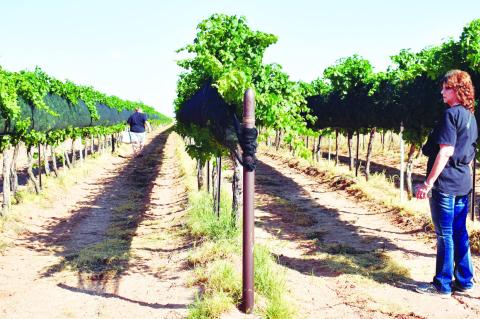 Vineyard & Wine Festival 2024 highlights