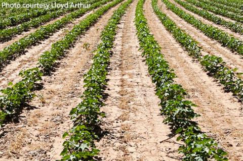 West Texas crops suffering from prolonged drought