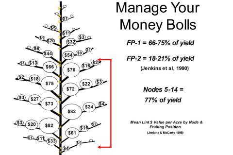 Protection Crop’s Yield Potential: During the First 40 Days