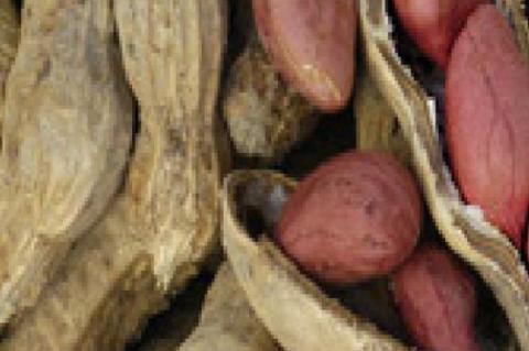The four types of peanuts The four types of PEANUTS