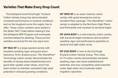 COTTON BREEDING IN TEXAS