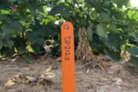 COTTON BREEDING IN TEXAS