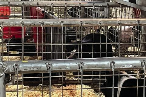 2025 Terry County Livestock Show