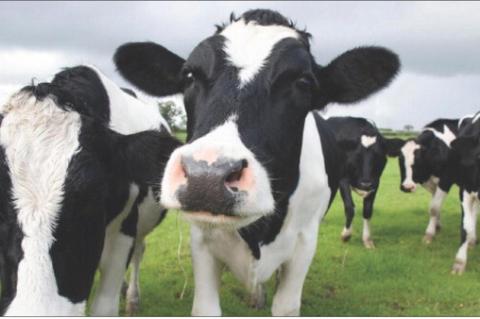 What’s Happening with Diary Cows and Bird Flu?