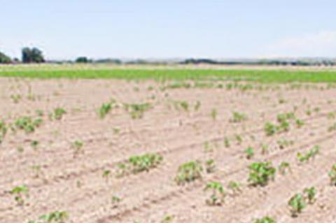 New Pima cotton interest could bring cotton fungus to Texas Plains