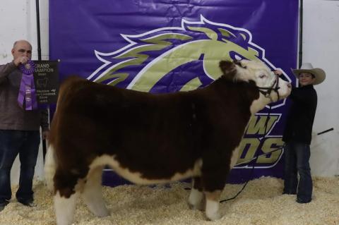 Grand Champion Lamb