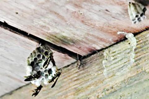 Fascinating facts about wasps, hornets