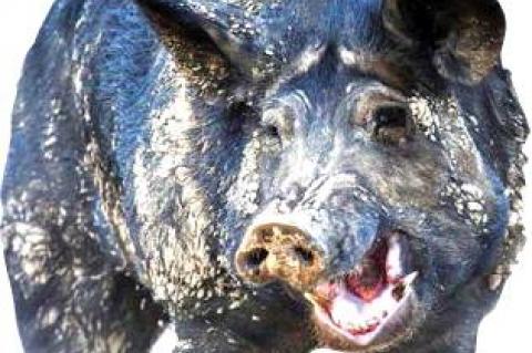 Wild Hog Population Multiplies