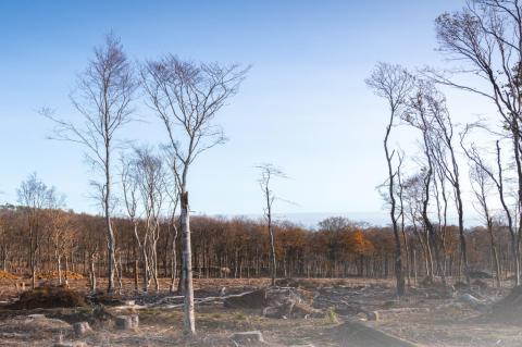 Drought and trees - Explained