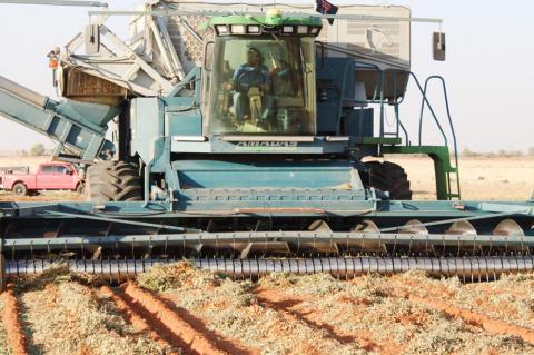 Harvest begins amid drought and COVID