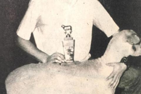 Judging Livestock - a history