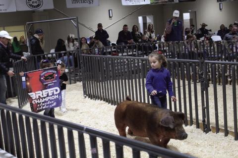 An exhibitor guides her pig out of the arena following a sale during the Terry County Livestock Show on Saturday at the Terry County Show Barn.