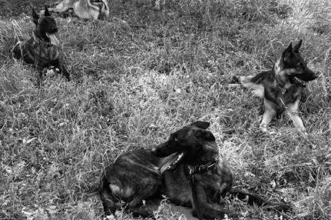 Lubbock-area dog training facility to host its first event for Vietnam Era Vets