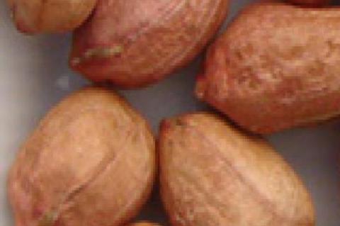 The four types of peanuts The four types of PEANUTS