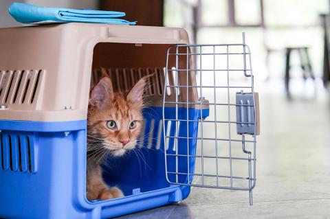 Prepared To Protect: A Small Pet Owner’s Guide To Disaster Preparedness