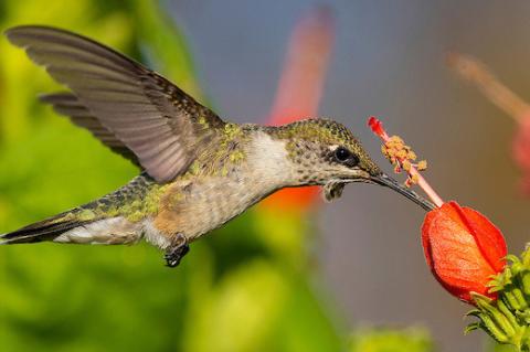How to Feed Hummingbirds in Texas