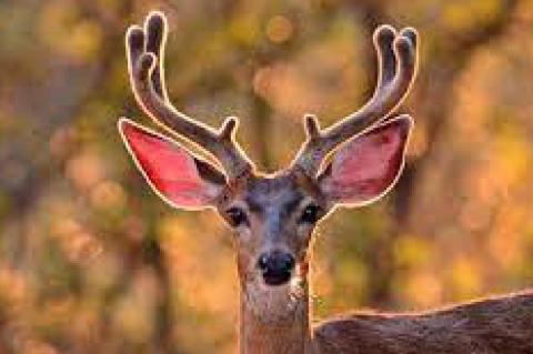 Biologists Remind Hunters of New CWD Zone in Lubbock Area