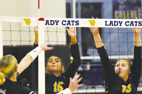 Lady Cats volleyball stumbles against Plains