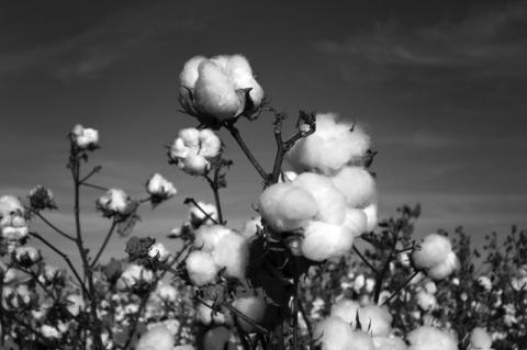 Fewer Texas, U.S. cotton acres expected in 2025