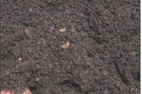 Study Shows Manure Improves Pasture Soil Health
