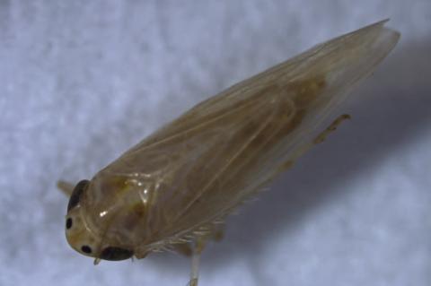 Rain sparks insect pressure in crops