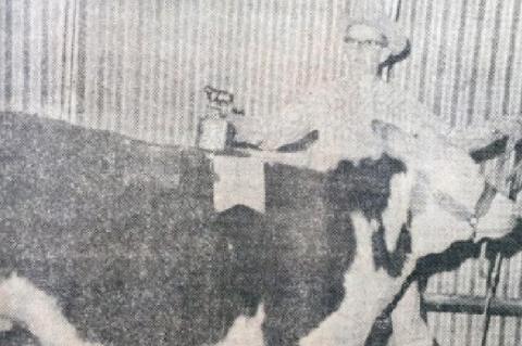 Judging Livestock - a history