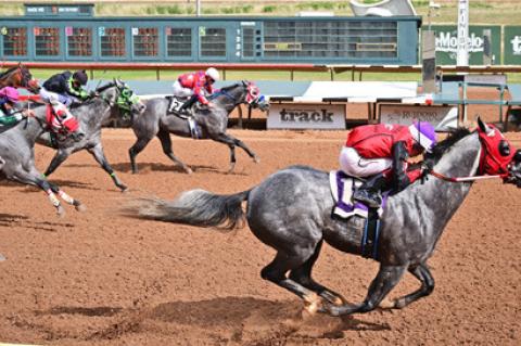 Trainer Taylor qualified top two in Maiden Stakes