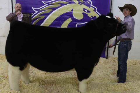 Grand Champion Lamb