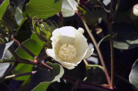 An optimistic futures price for cotton and a pessimistic one