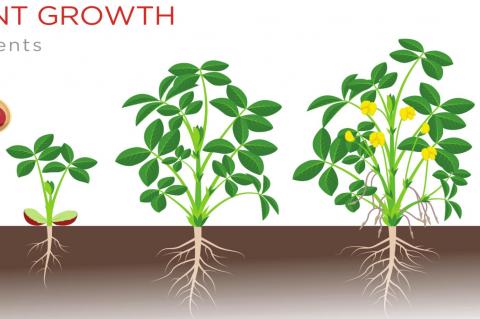 How Peanuts Grow