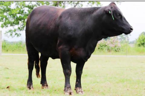 Possible rabies exposure at San Antonio Stock Show