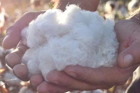 Plains Cotton Growers: Who Are We?