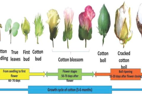 Life Cycle of the Cotton Plant