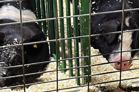 2025 Terry County Livestock Show