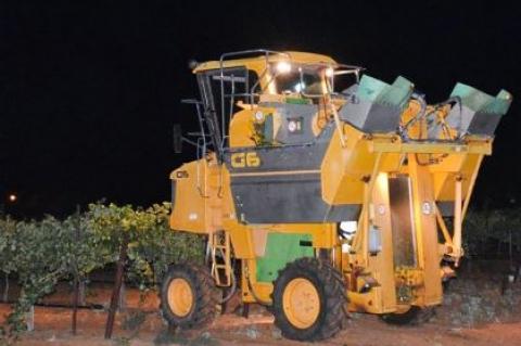 2020 Grape Harvest has begun