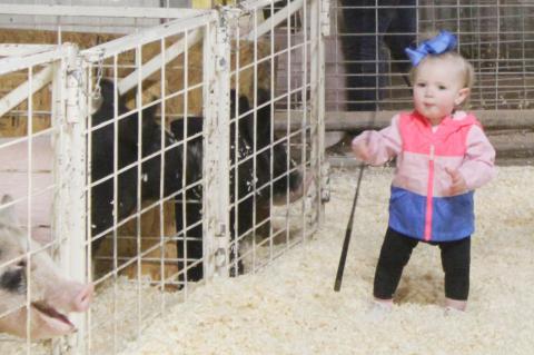 2021 Terry County Livestock Show