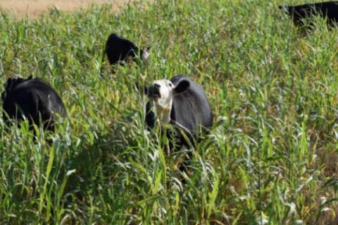 Regenerative agriculture evaluation gets underway in Texas and Oklahoma